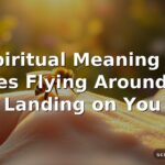 Spiritual Meaning of Bees Flying Around or Landing on You