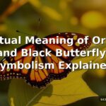 Spiritual Meaning of Orange and Black Butterfly: Symbolism Explained